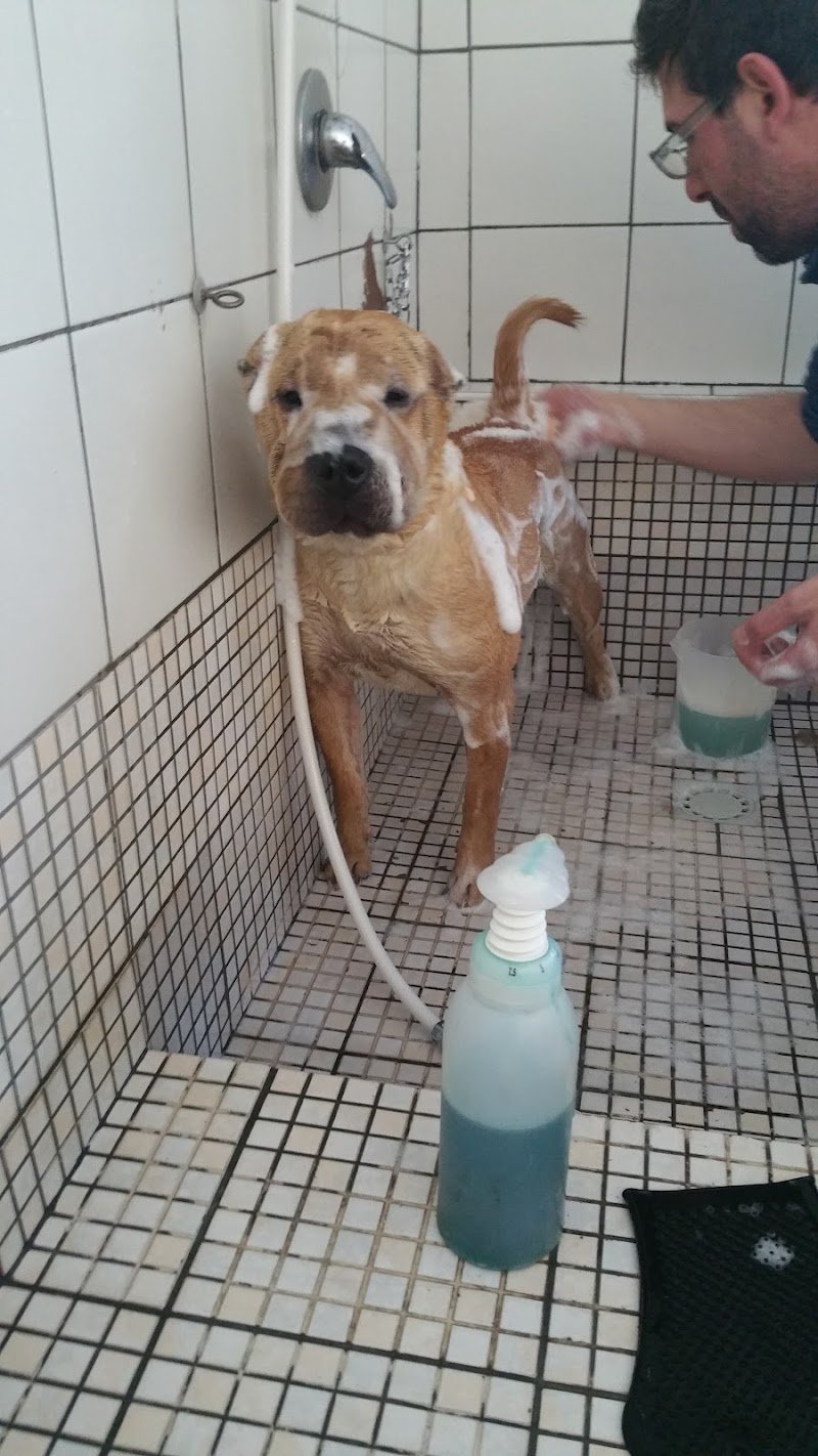 Casa di Pluto - Toeletta per Cani - Foto 2