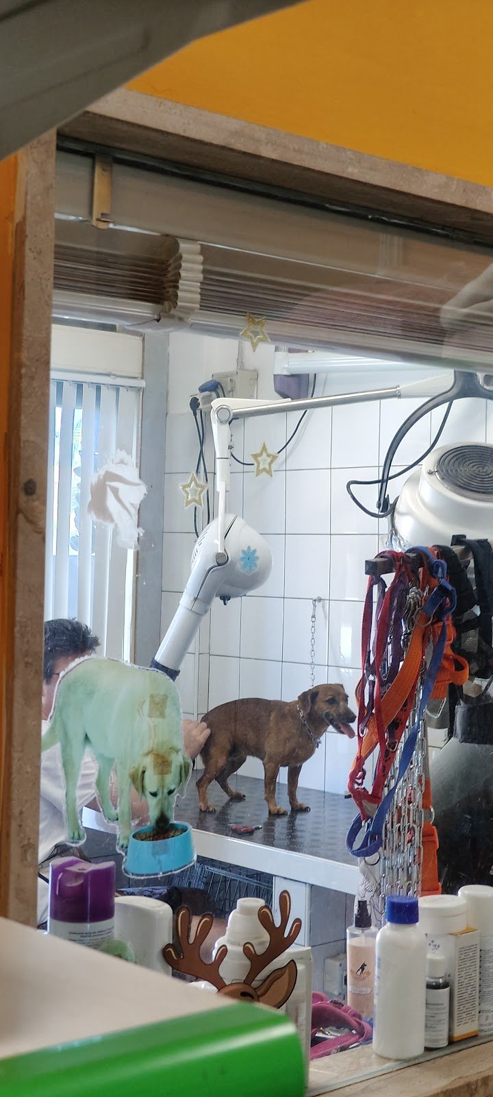 Casa di Pluto - Toeletta per Cani - Foto 3