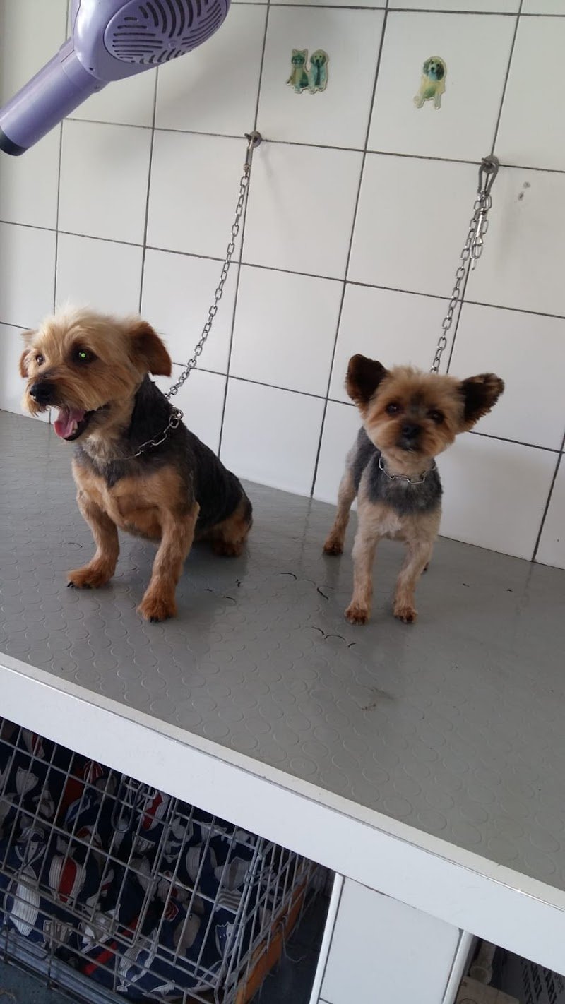 Casa di Pluto - Toeletta per Cani - Foto 4