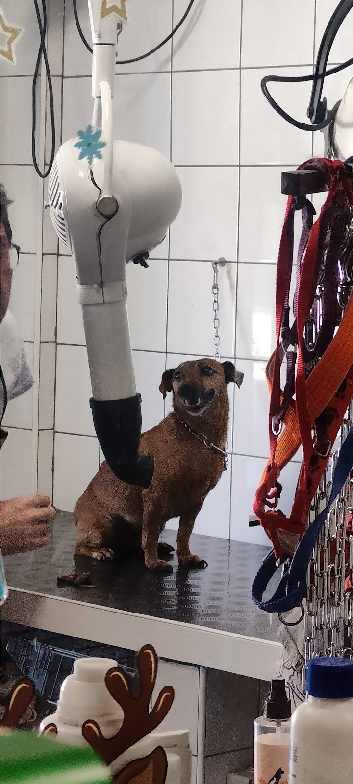 Casa di Pluto - Toeletta per Cani - Foto 5