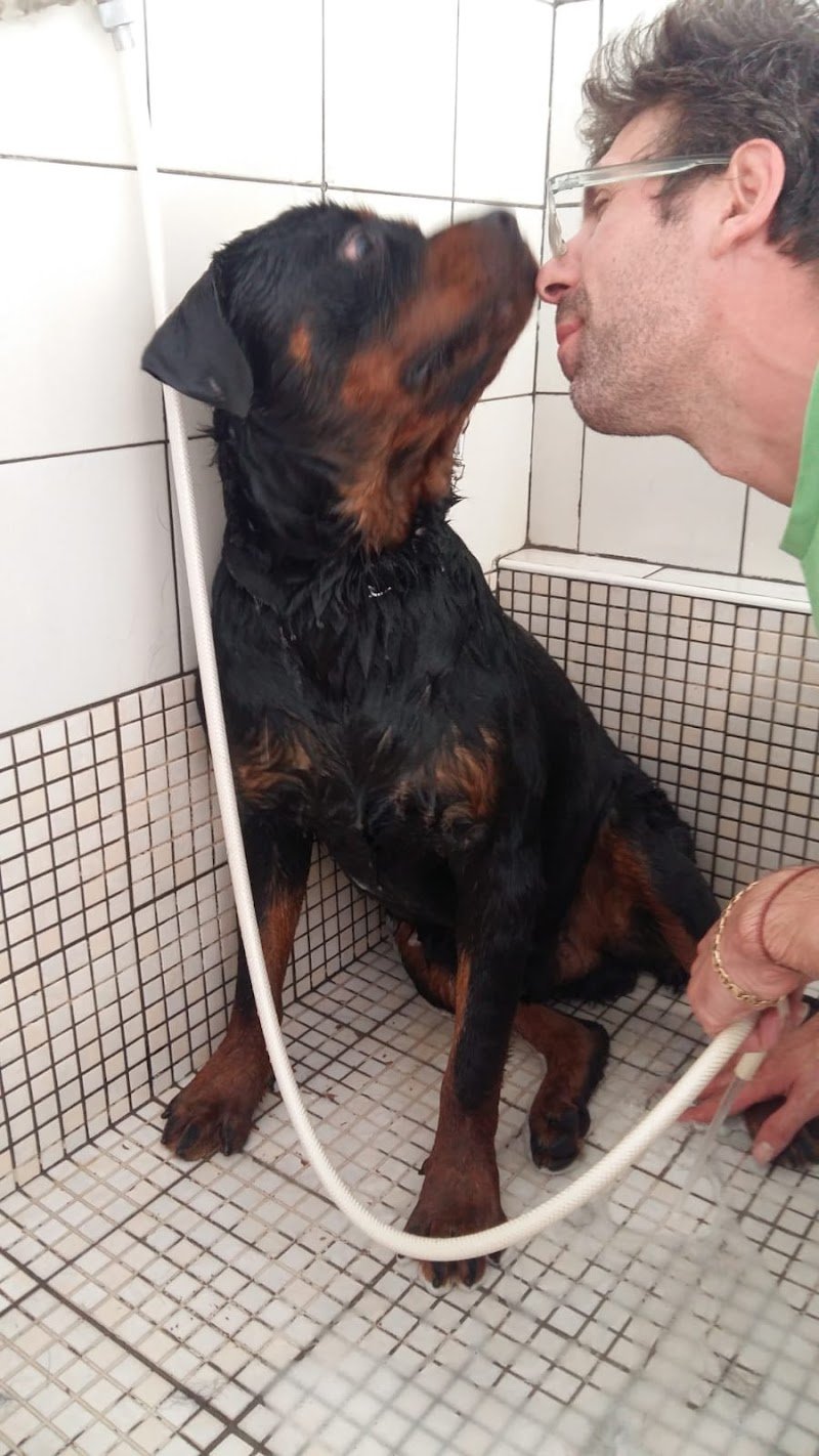 Casa di Pluto - Toeletta per Cani - Foto 6