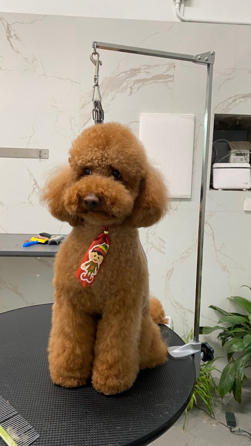 Centro benessere Cane e Gatto - Foto 1