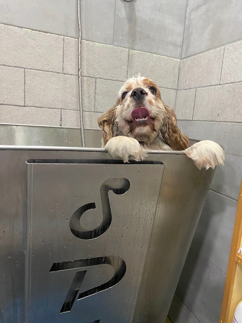 Centro benessere Cane e Gatto - Foto 2