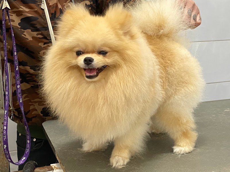 Centro benessere Cane e Gatto - Foto 3