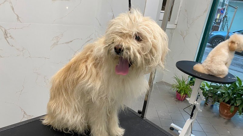 Centro benessere Cane e Gatto - Foto 4