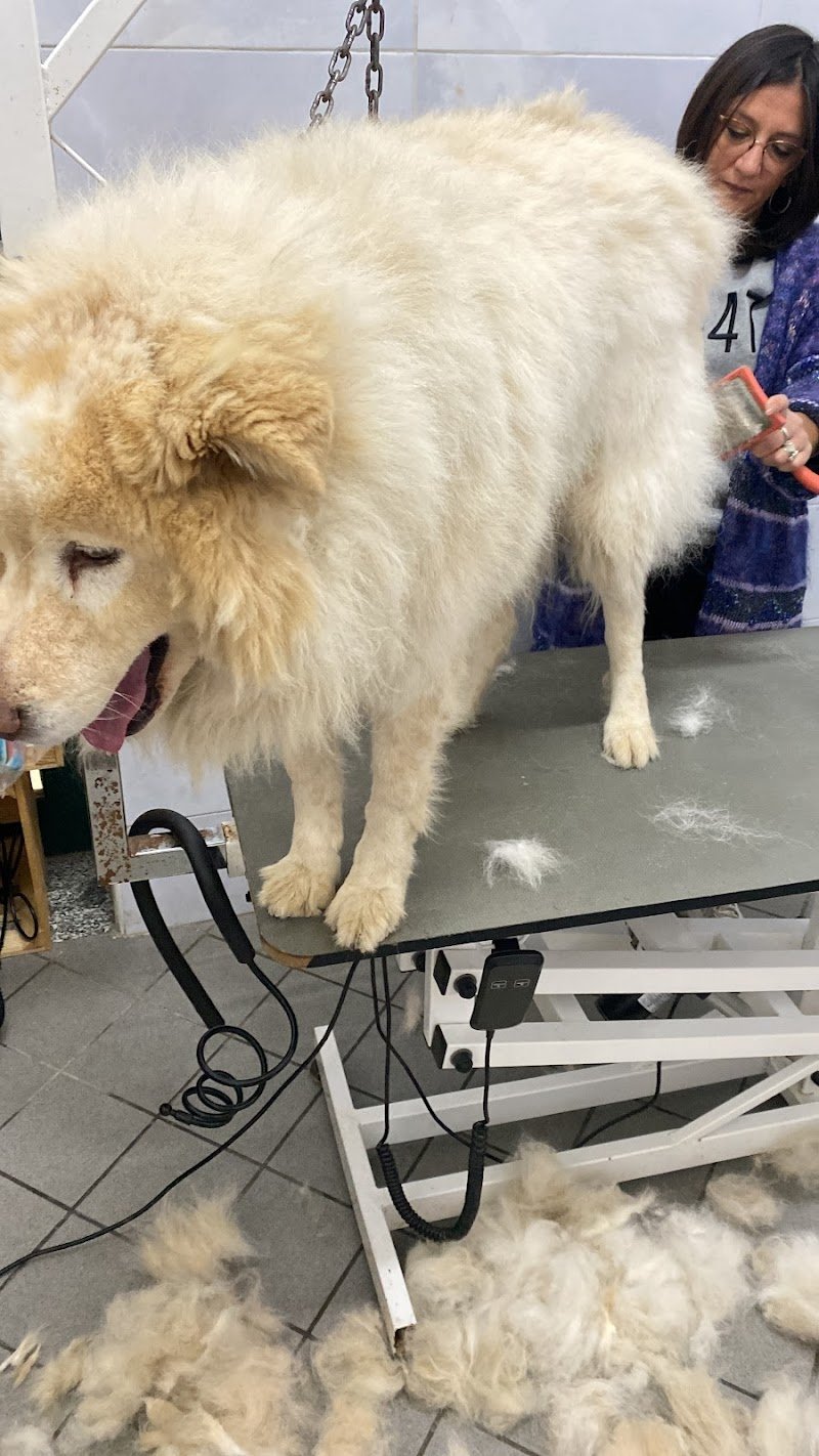 Centro benessere Cane e Gatto - Foto 5