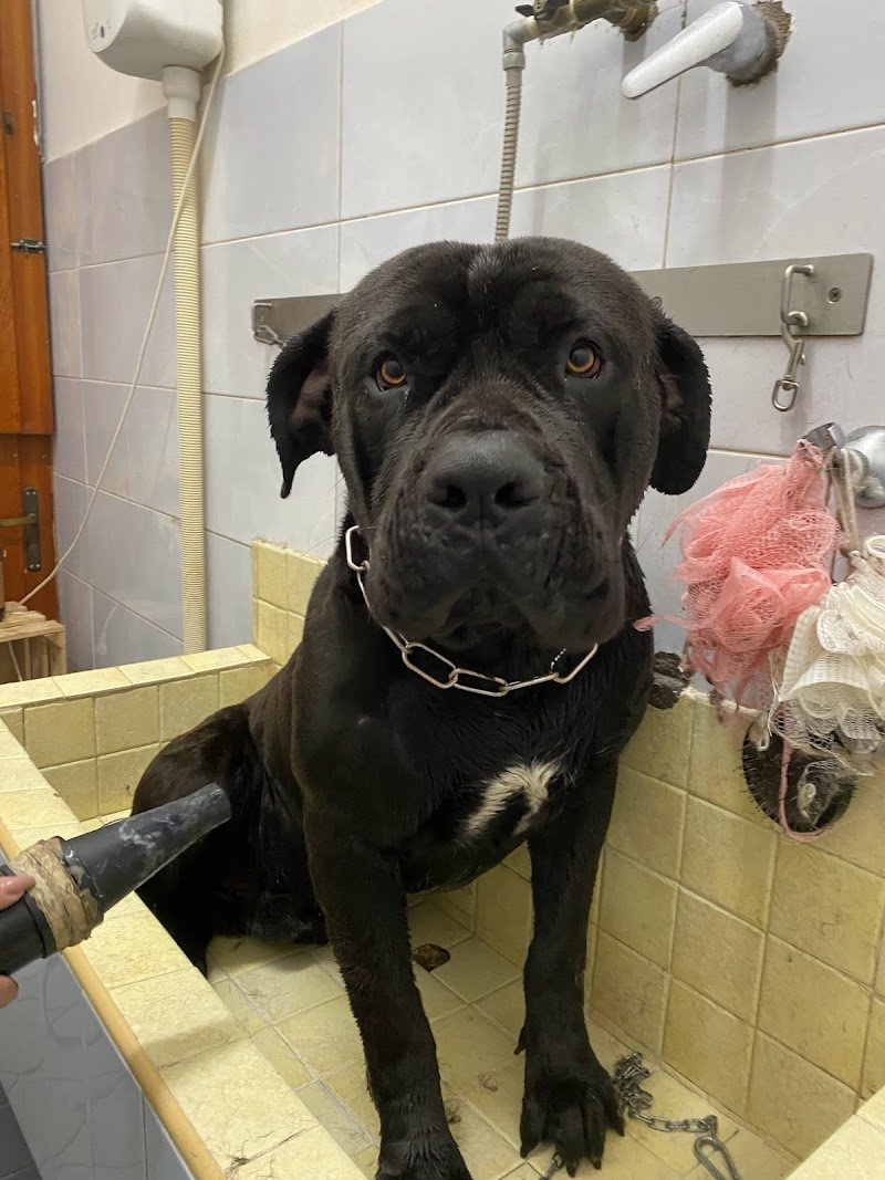 Centro benessere Cane e Gatto - Foto 6