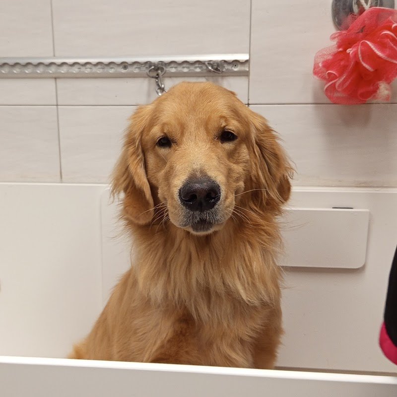 Centro Benessere del Cane - Foto 2