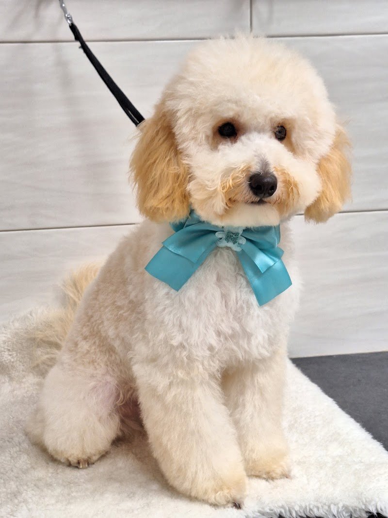 Centro Benessere del Cane - Foto 3