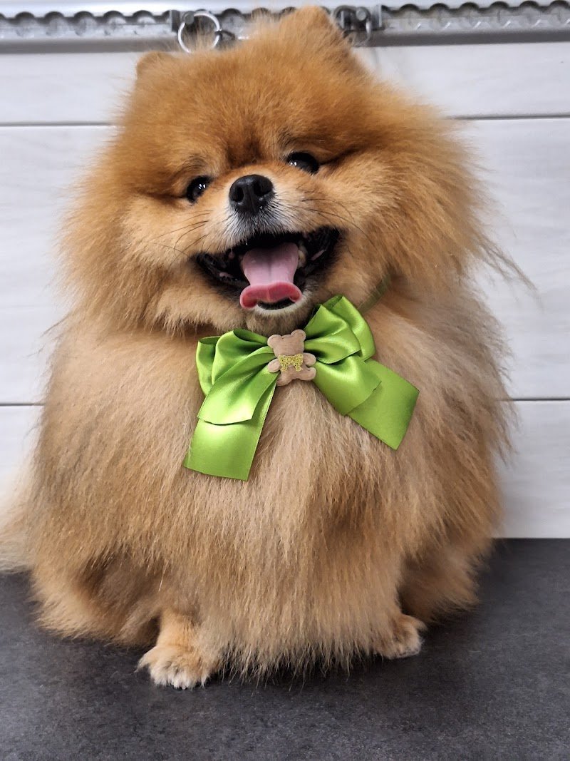 Centro Benessere del Cane - Foto 4