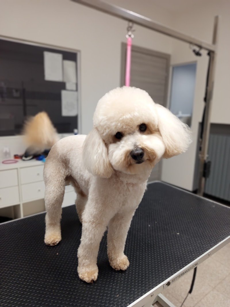 Centro Benessere del Cane - Foto 5