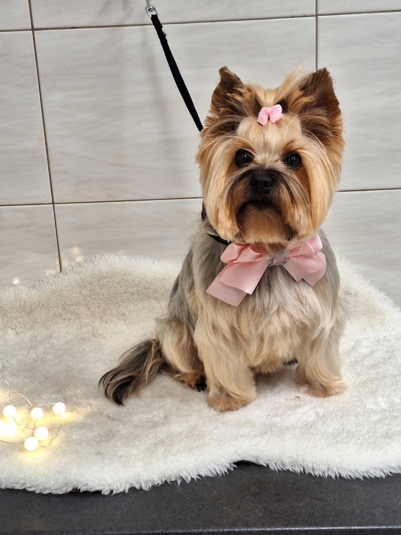 Centro Benessere del Cane - Foto 6