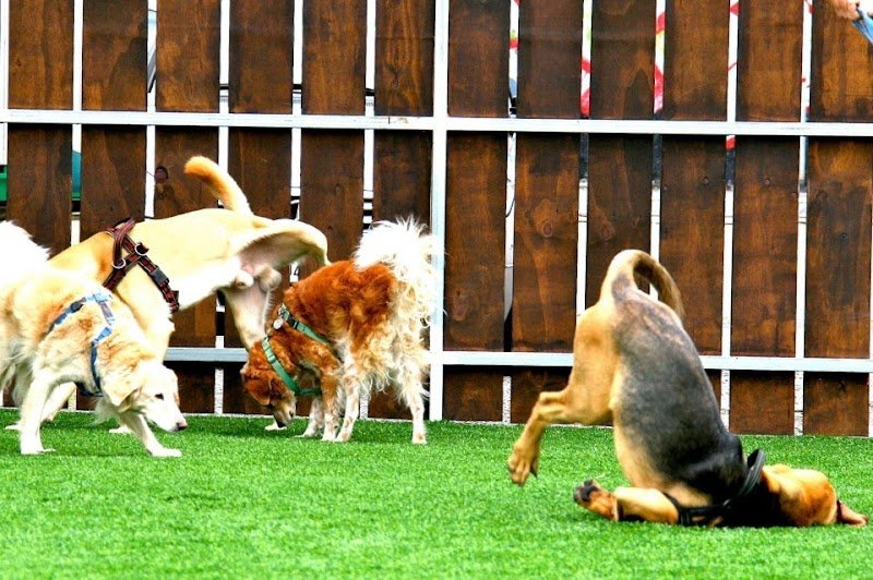 Centro Cinofilo Dog Zone S.R.L. - Foto 2