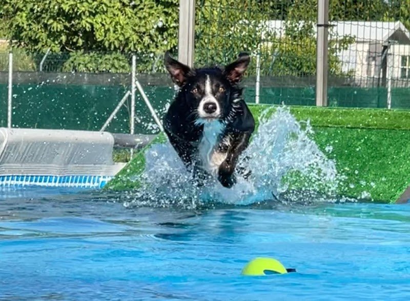 Centro Cinofilo La Scuola di Fido - Foto 2
