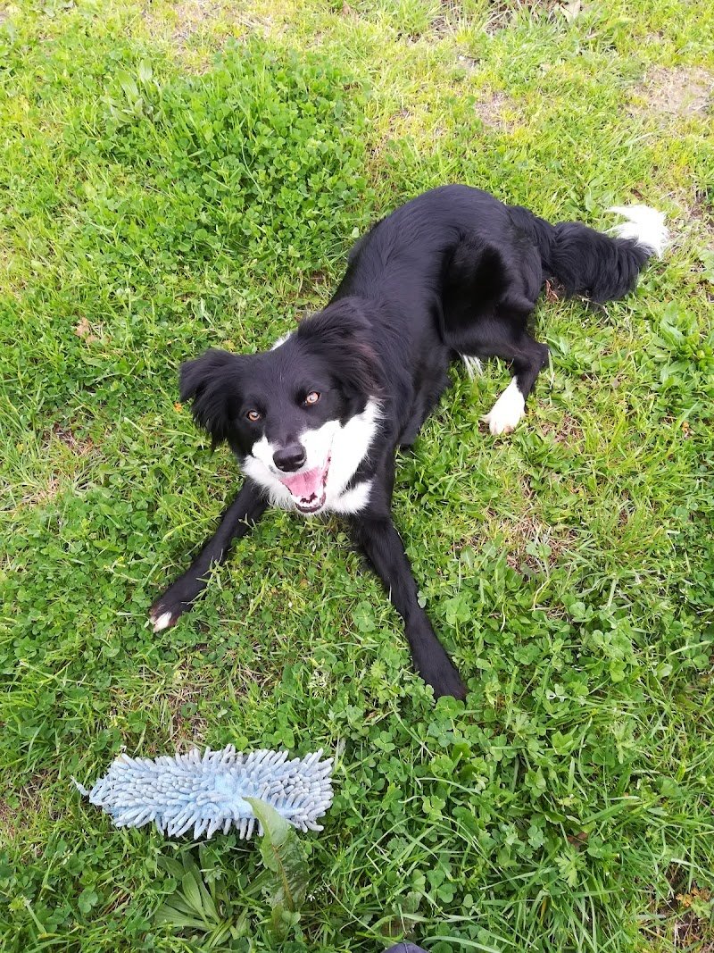 Centro Cinofilo Nascosa - Foto 3