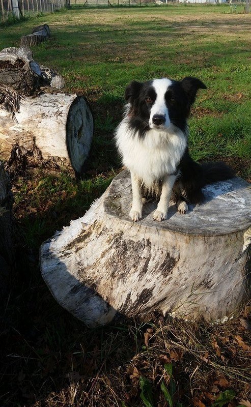 Centro Cinofilo Nascosa - Foto 5