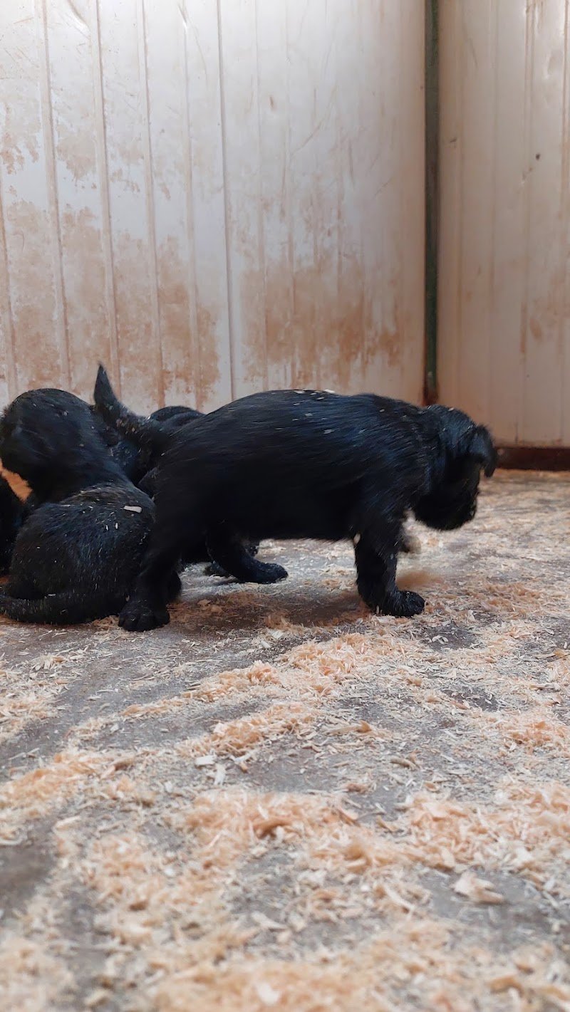 Centro Cinofilo Reggiano Di Fausto Schiatti - Foto 3