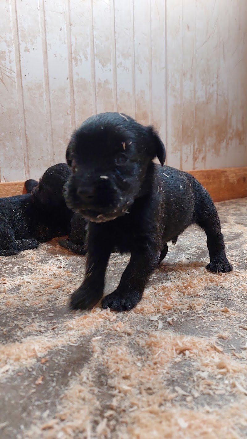 Centro Cinofilo Reggiano Di Fausto Schiatti - Foto 4