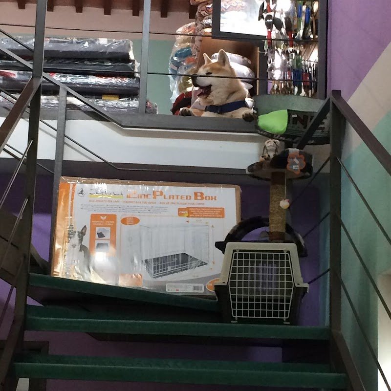 Centro Cinofilo Toscano Zampa Bianca - Foto 2