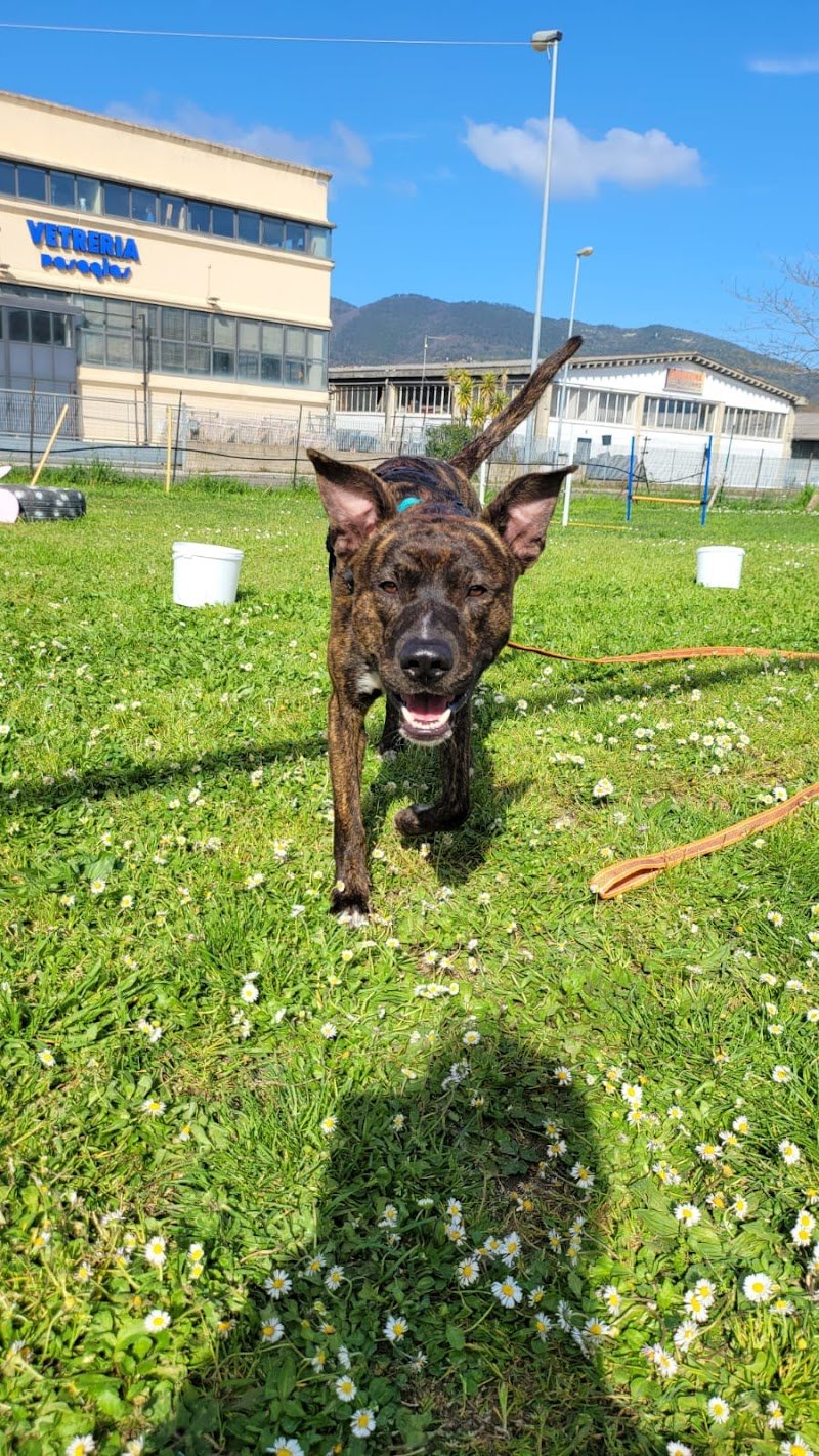 Centro Cinofilo Toscano Zampa Bianca - Foto 3