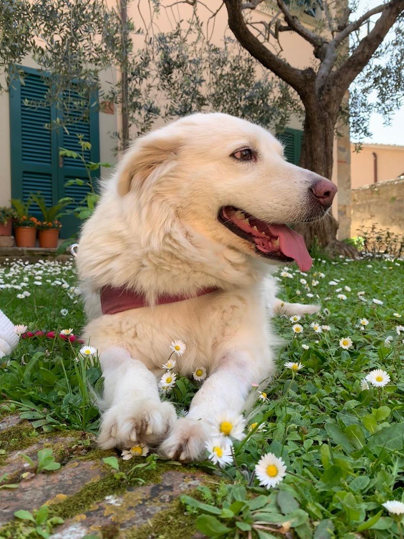 Centro Cinofilo Toscano Zampa Bianca - Foto 4