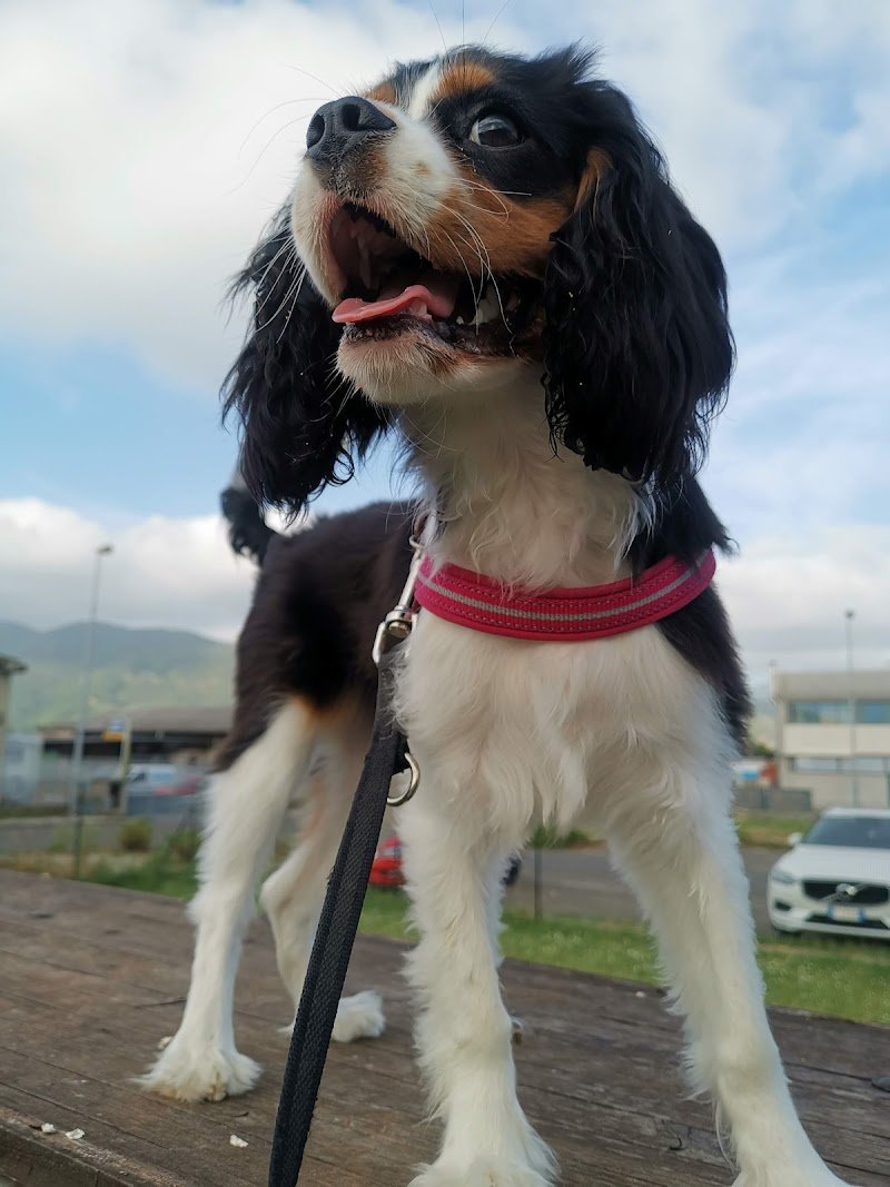 Centro Cinofilo Toscano Zampa Bianca - Foto 5