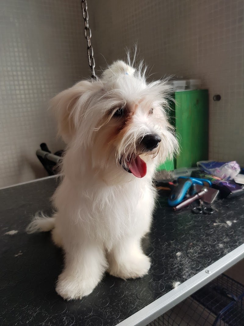 Centro Cinofilo Toscano Zampa Bianca - Foto 6