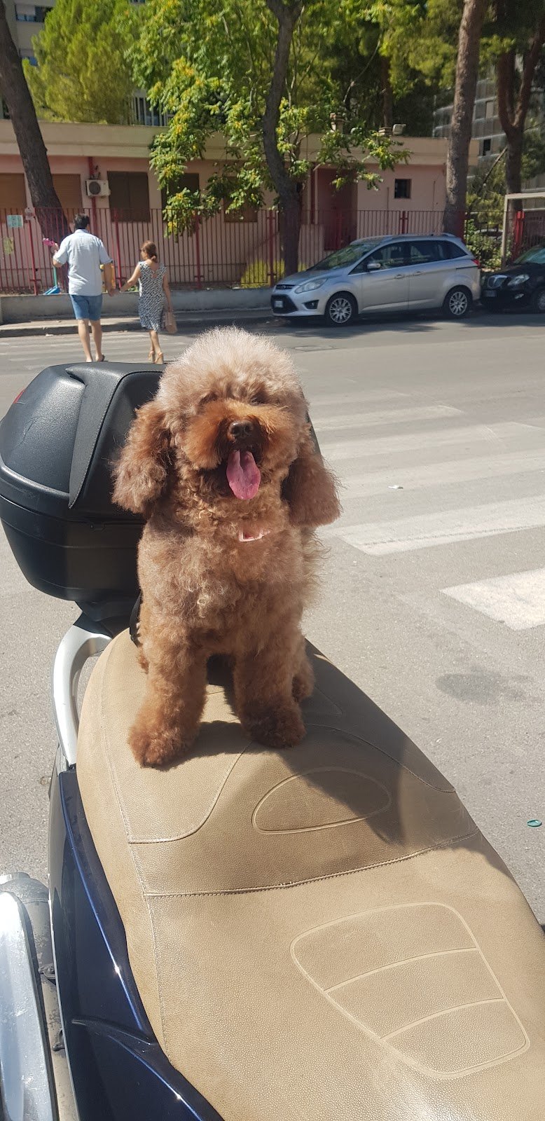 Centro Cinofilo Trentino - Foto 2