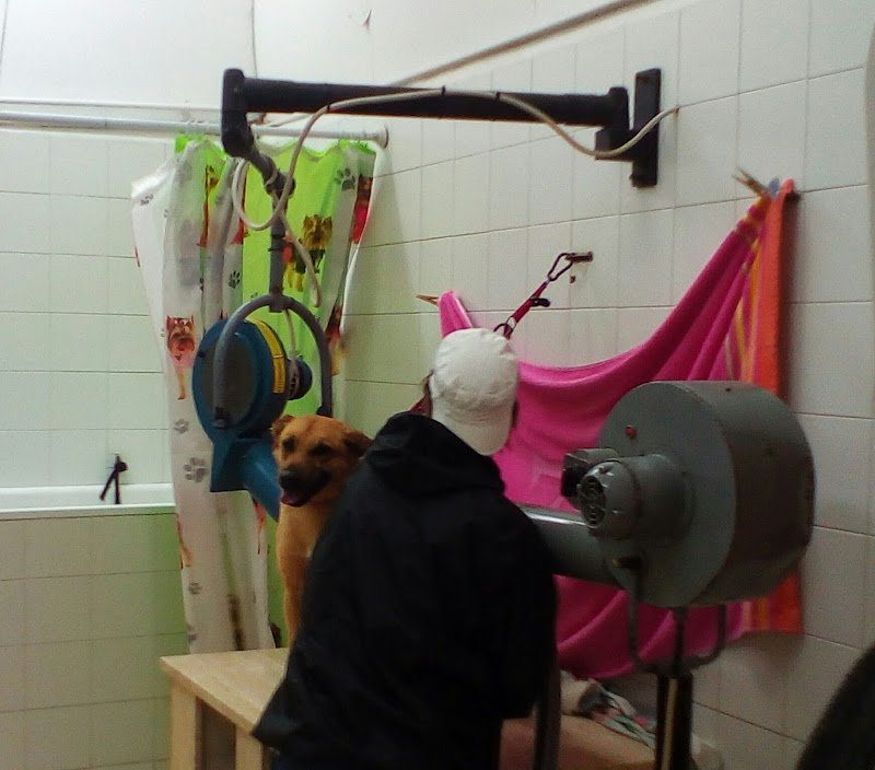 Centro Cinofilo Trentino - Foto 4