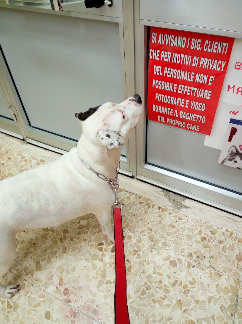 Centro Cinofilo Trentino - Foto 5