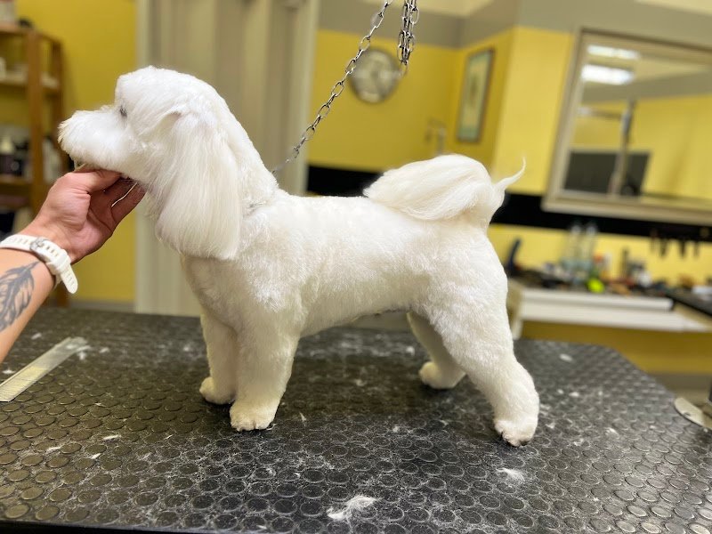 Centro del Cane di Mergola&Montanari Snc - Foto 2