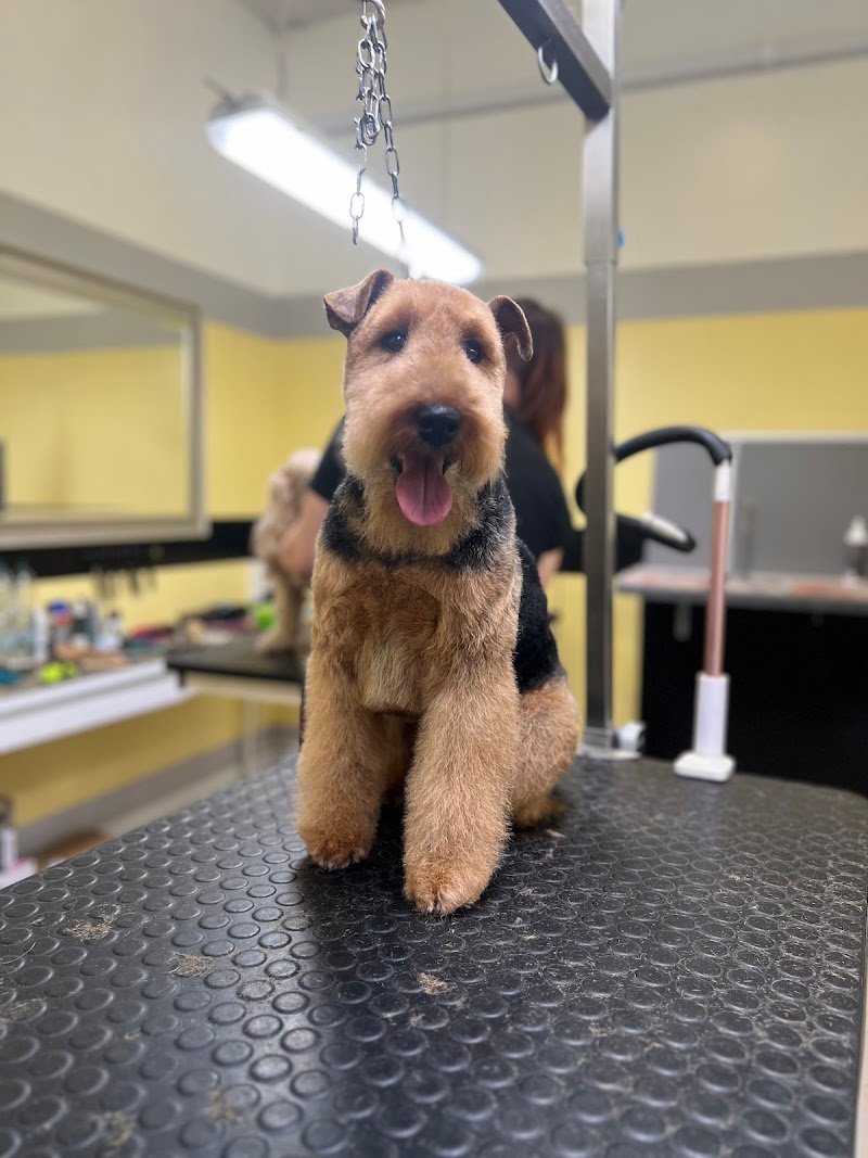 Centro del Cane di Mergola&Montanari Snc - Foto 4