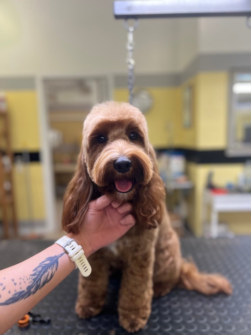 Centro del Cane di Mergola&Montanari Snc - Foto 5