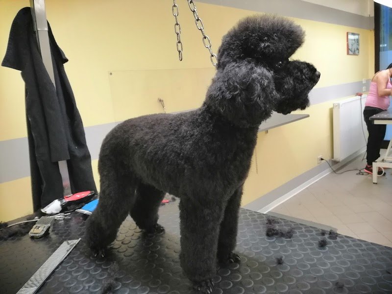 Centro del Cane di Mergola&Montanari Snc - Foto 6