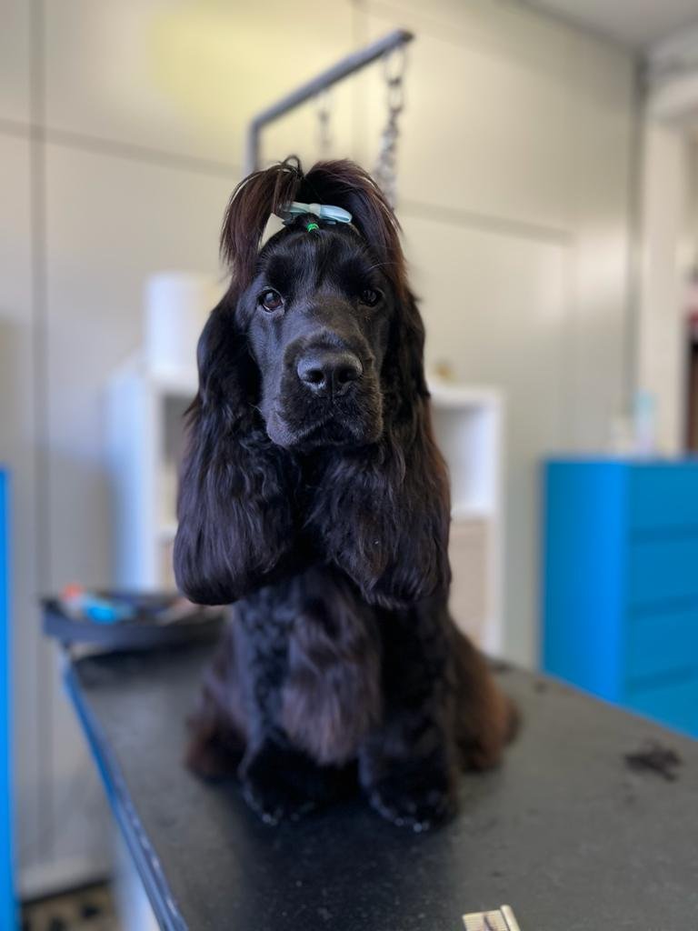 Centro Toelettatura snc - Foto 2