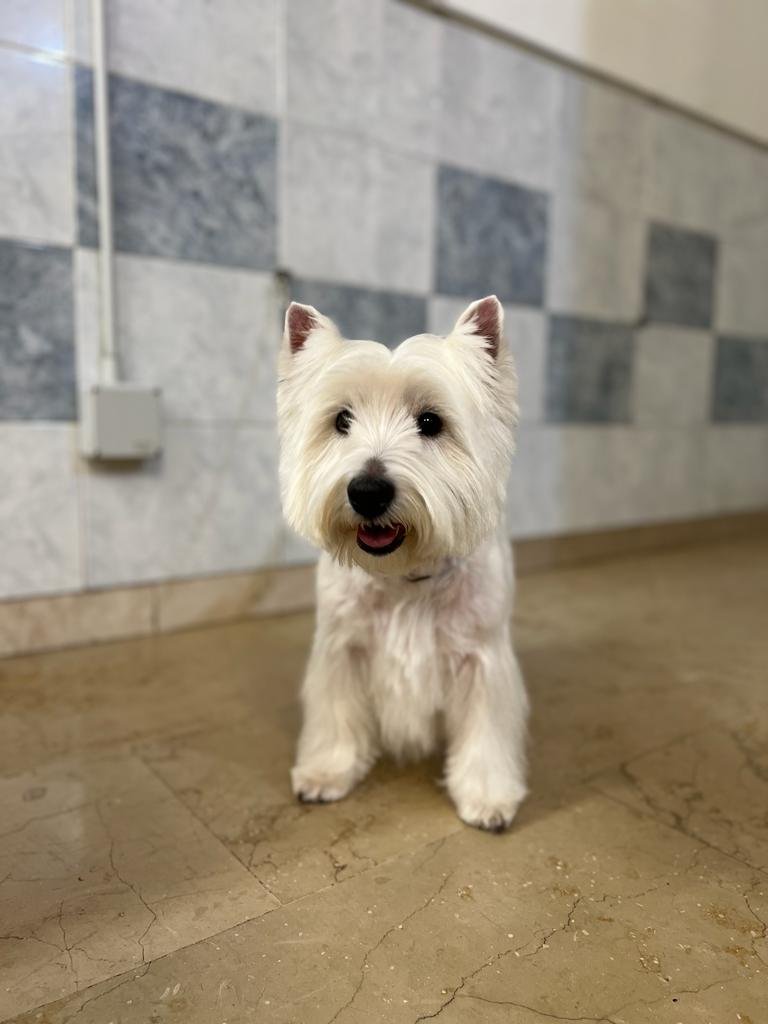 Centro Toelettatura snc - Foto 5