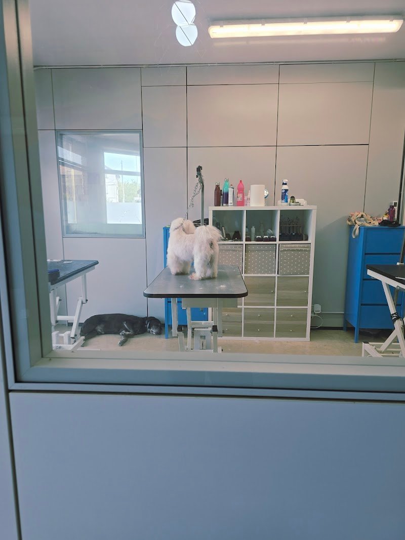 Centro Toelettatura snc - Foto 6