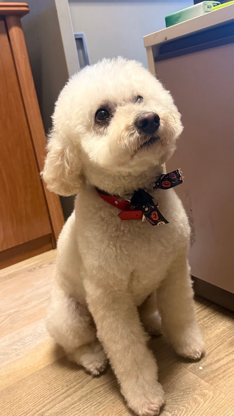 Charming Dog - Foto 1