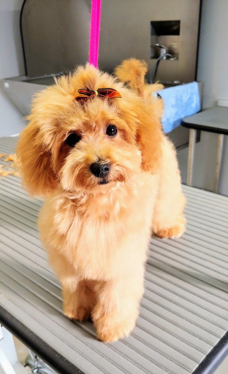 Charming Dog - Foto 4