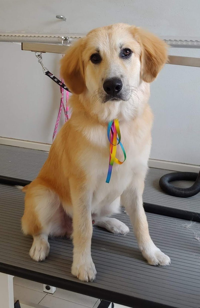 Charming Dog - Foto 2