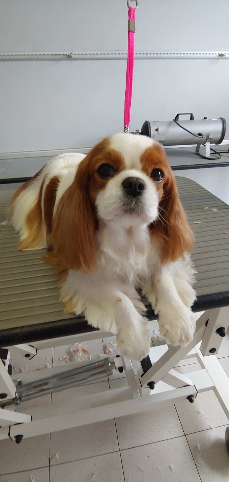 Charming Dog - Foto 3