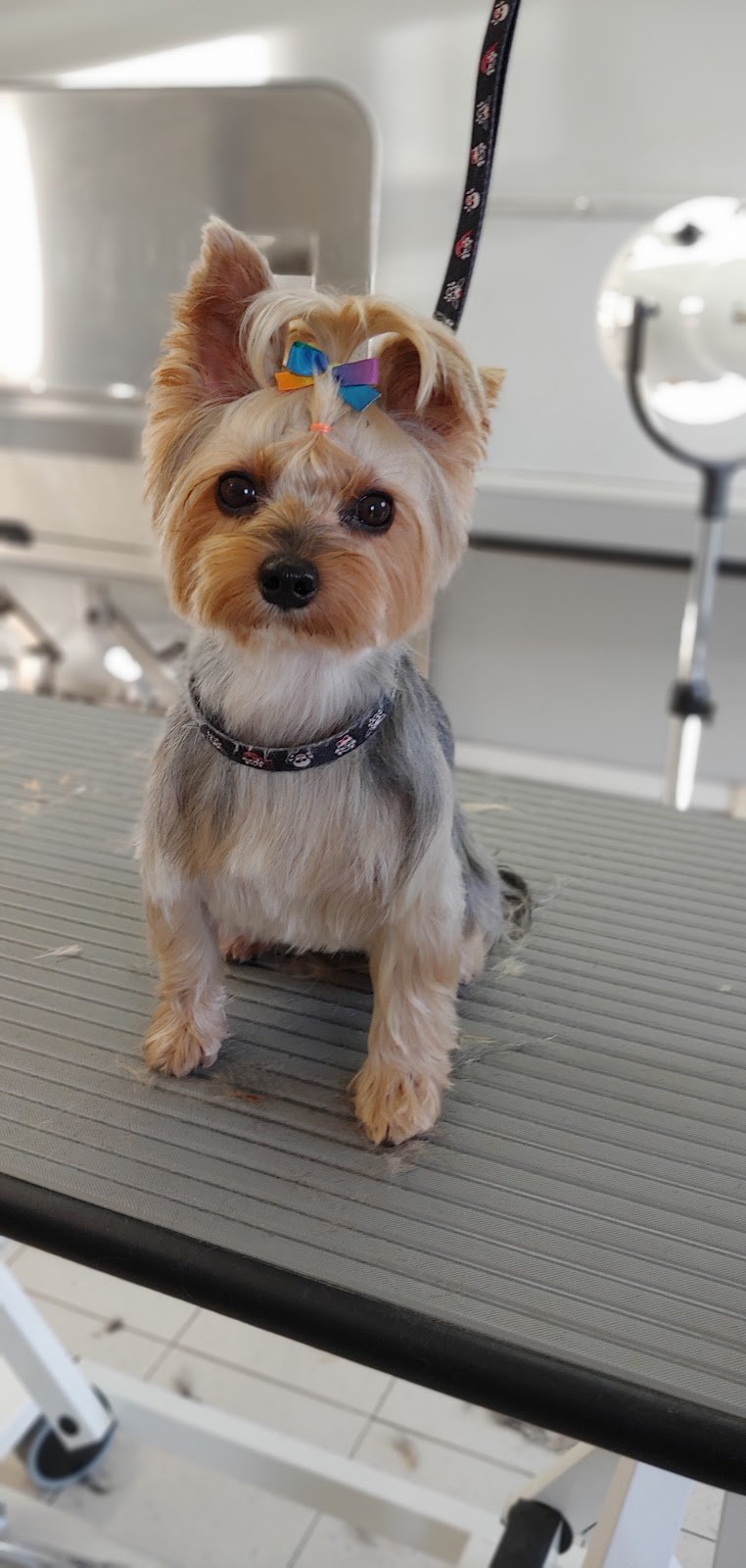 Charming Dog - Foto 5