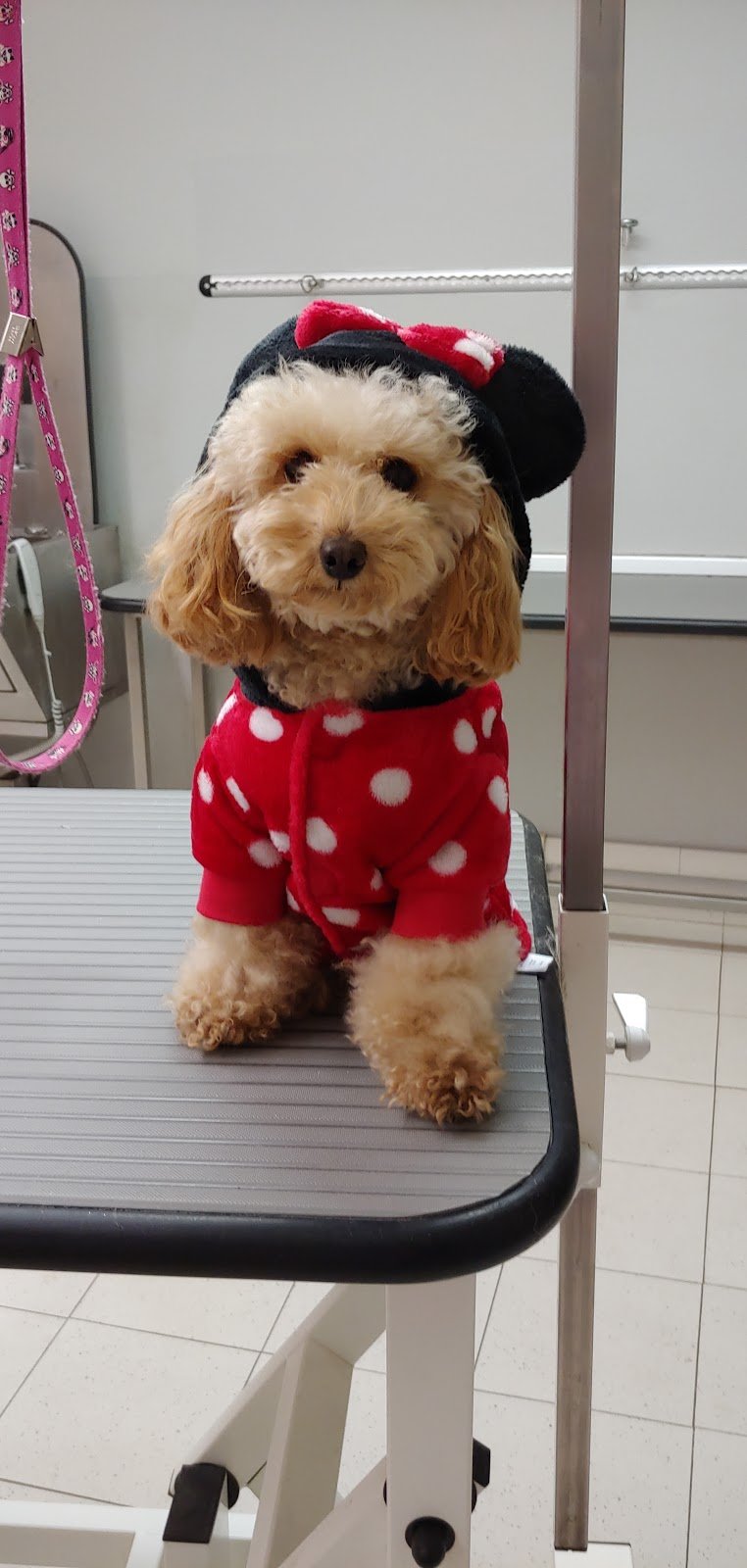 Charming Dog - Foto 6