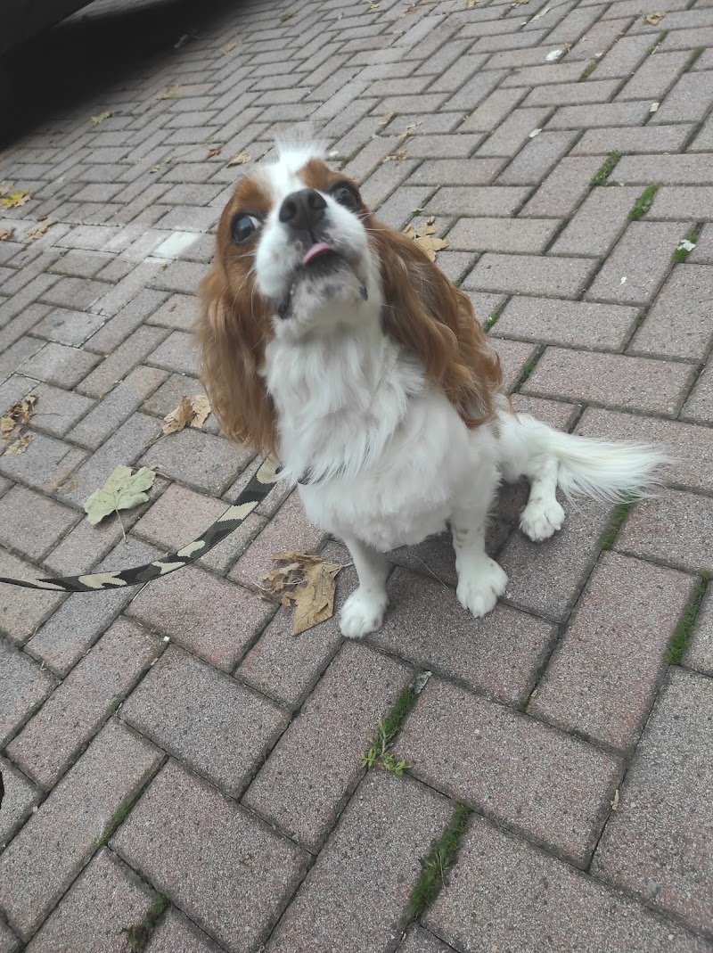 Che Cagnara - Foto 3