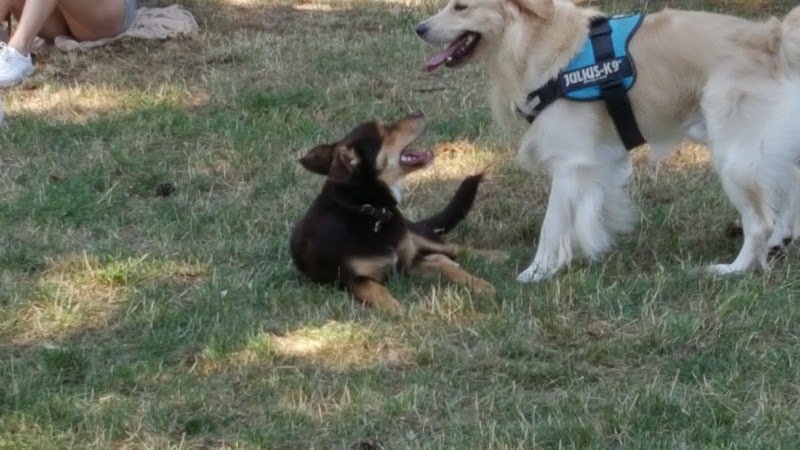 Che Cagnara - Foto 6