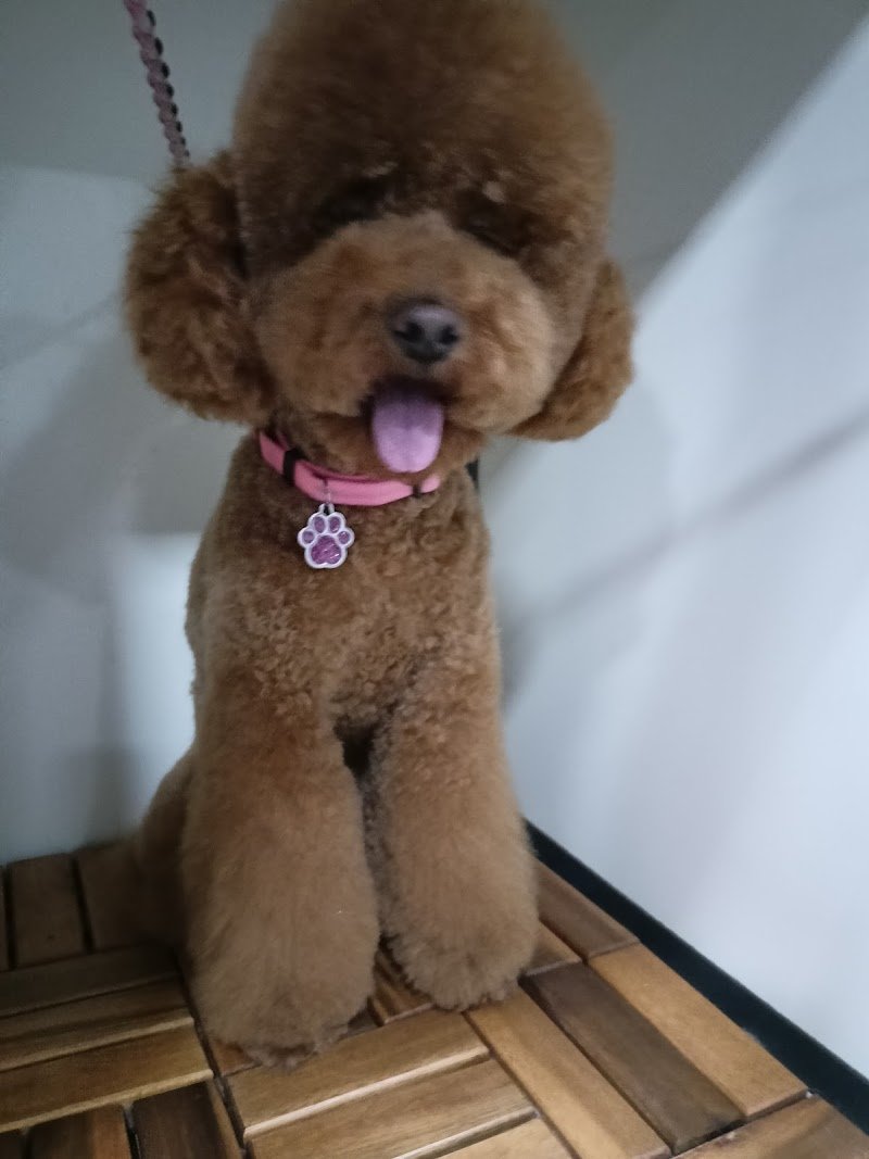 Che Vita da Cani - Foto 2