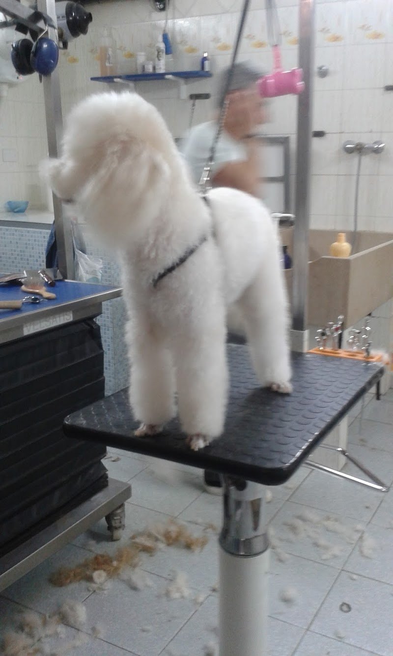 Che Vita da Cani - Foto 3