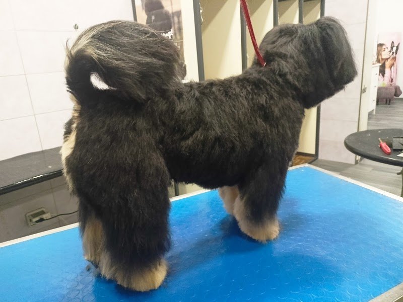 Che Vita da Cani - Foto 4