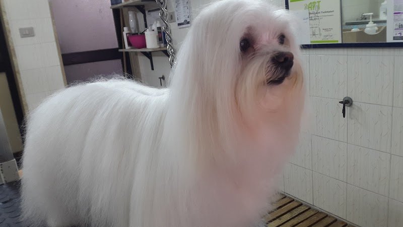 Che Vita da Cani - Foto 5