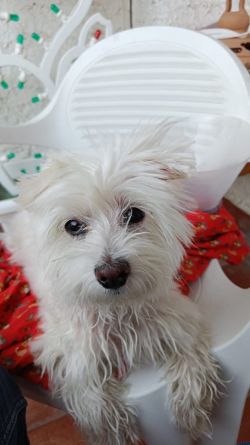 Che Vita da Cani - Foto 6